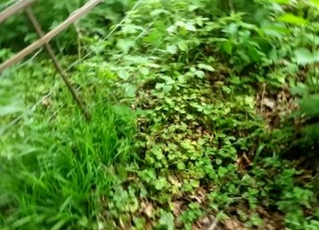 Quick Fuck Stop While Walking The Dog