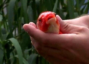 Captivating Brunette Mya Diamond Jumps On A Cock Outdoors